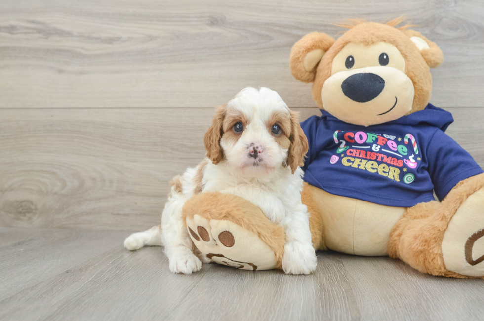 5 week old Cavapoo Puppy For Sale - Seaside Pups