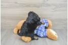 Cavapoo Pup Being Cute