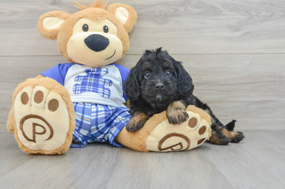 Cavapoo Puppy for Adoption