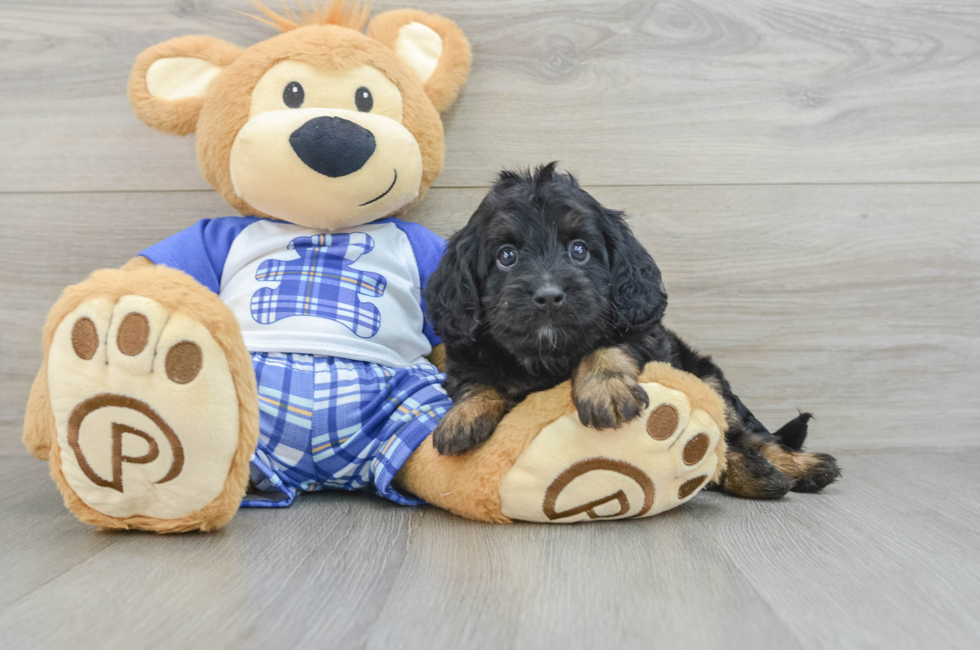 5 week old Cavapoo Puppy For Sale - Seaside Pups