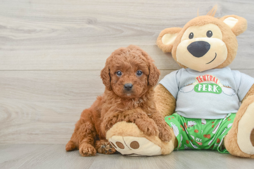 Little Cavipoo Poodle Mix Puppy