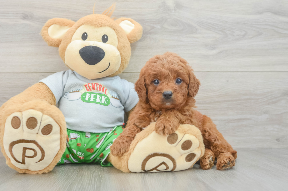 6 week old Cavapoo Puppy For Sale - Seaside Pups
