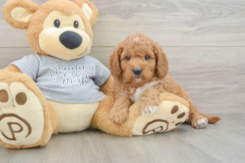 5 week old Cavapoo Puppy For Sale - Seaside Pups