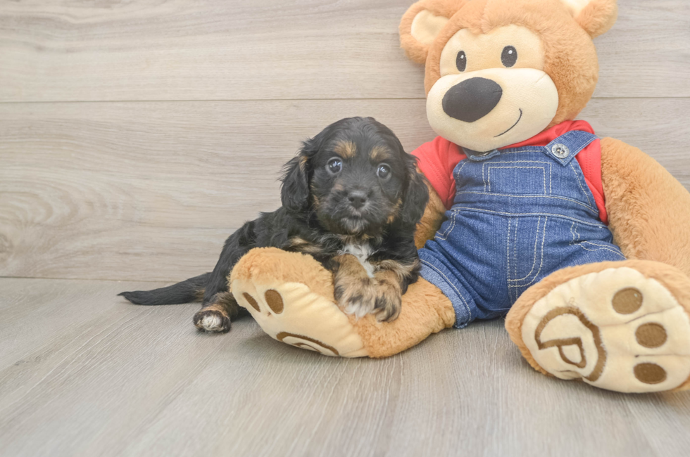 5 week old Cavapoo Puppy For Sale - Seaside Pups