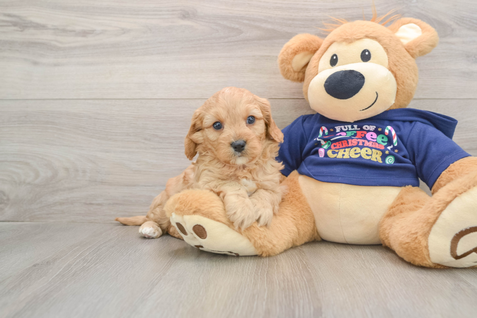 Friendly Cavapoo Baby