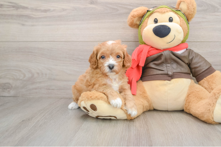 Funny Cavapoo Poodle Mix Pup