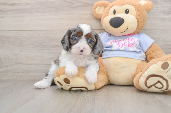 Cavapoo Puppy for Adoption