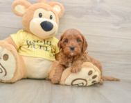 8 week old Cavapoo Puppy For Sale - Seaside Pups