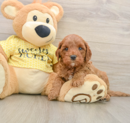 9 week old Cavapoo Puppy For Sale - Seaside Pups