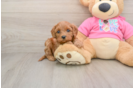 Cavapoo Puppy for Adoption