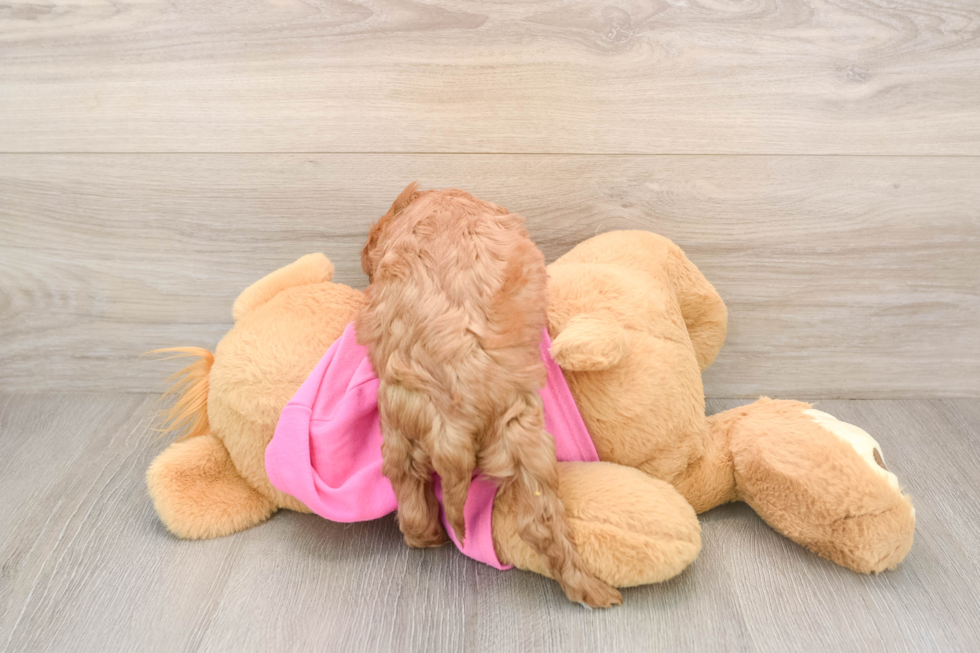 Cavapoo Puppy for Adoption