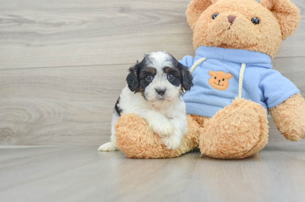 5 week old Cavapoo Puppy For Sale - Seaside Pups