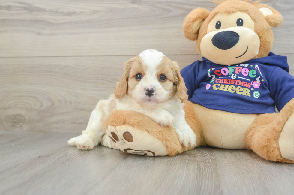 5 week old Cavapoo Puppy For Sale - Seaside Pups