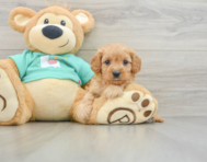 7 week old Cavapoo Puppy For Sale - Seaside Pups