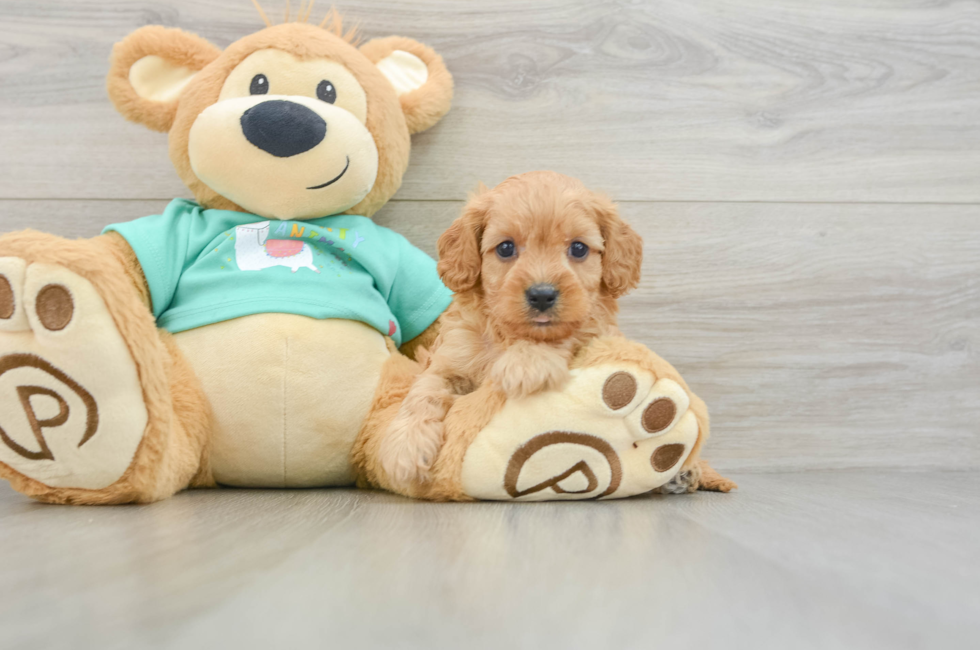6 week old Cavapoo Puppy For Sale - Seaside Pups