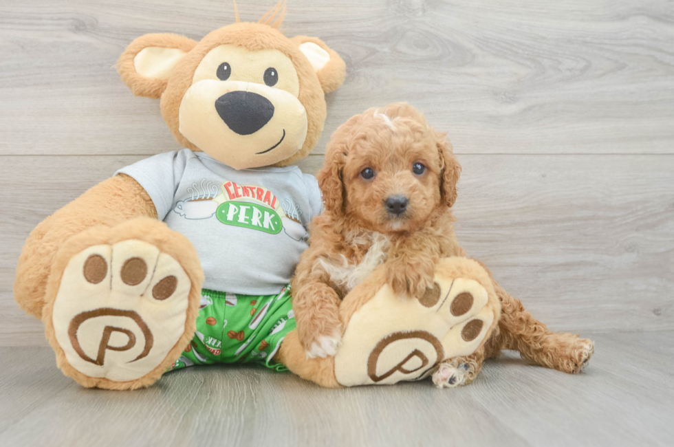 6 week old Cavapoo Puppy For Sale - Seaside Pups