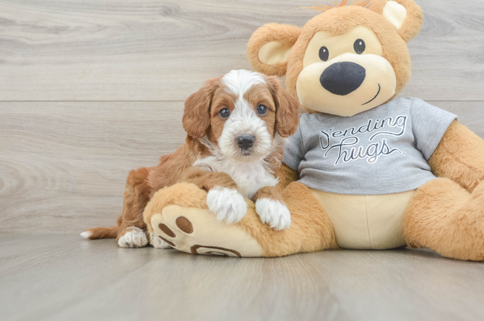 5 week old Cavapoo Puppy For Sale - Seaside Pups