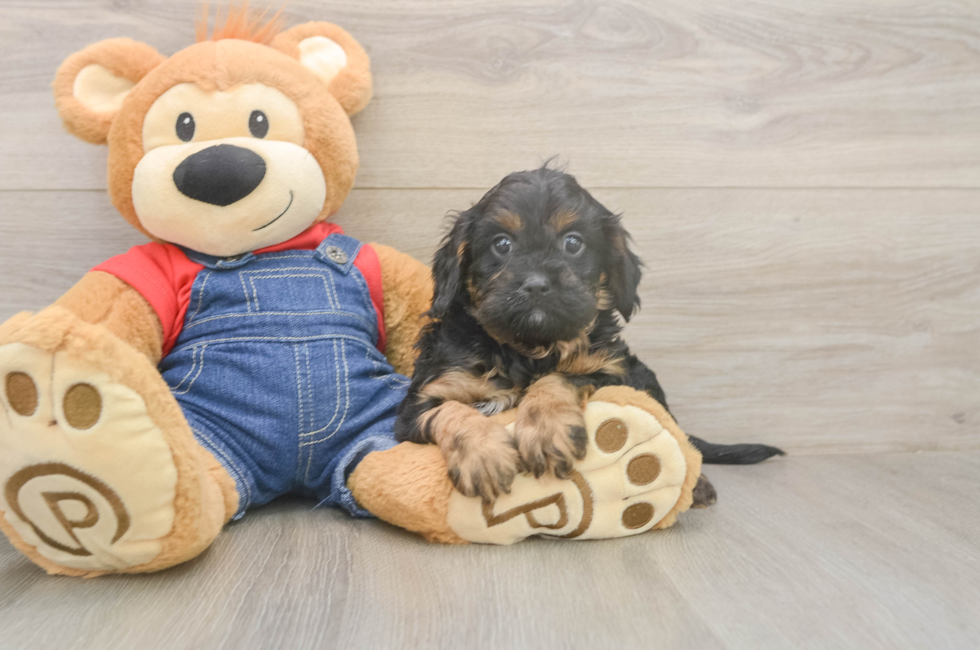 5 week old Cavapoo Puppy For Sale - Seaside Pups