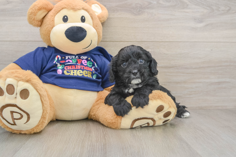 5 week old Cavapoo Puppy For Sale - Seaside Pups