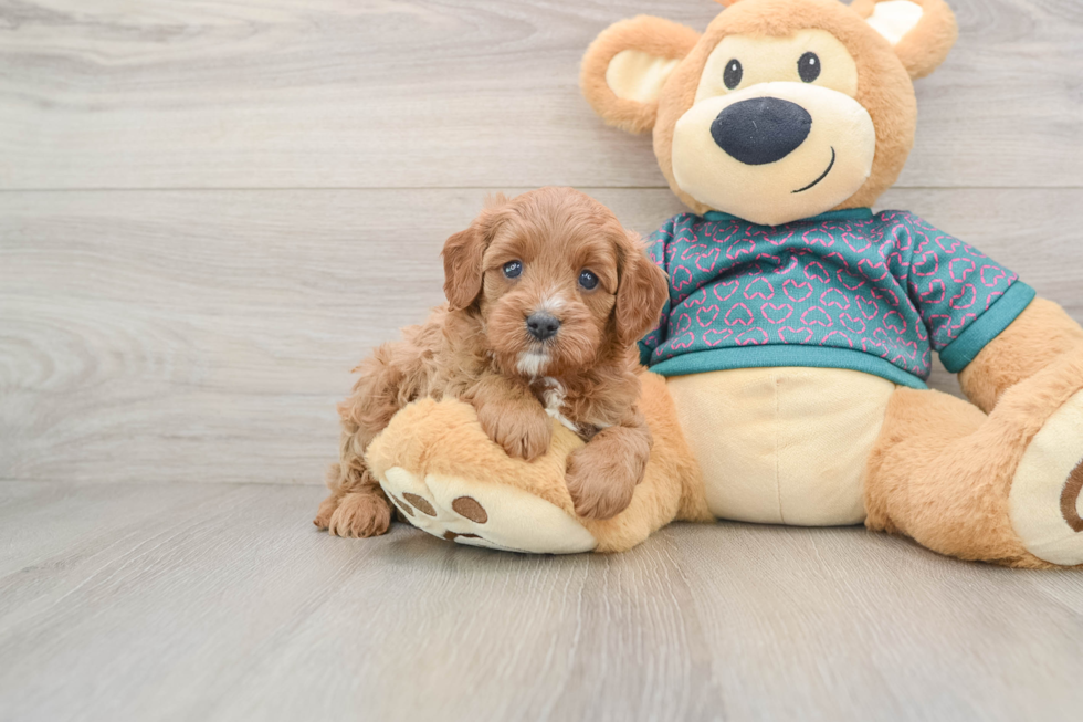 Energetic Cavoodle Poodle Mix Puppy