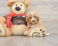 8 week old Cavapoo Puppy For Sale - Seaside Pups