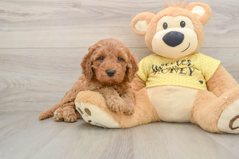 Petite Cavapoo Poodle Mix Pup