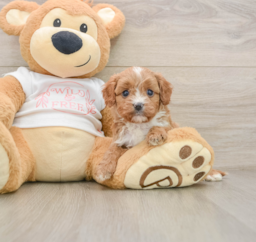 6 week old Cavapoo Puppy For Sale - Seaside Pups