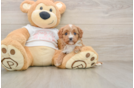 Popular Cavapoo Poodle Mix Pup