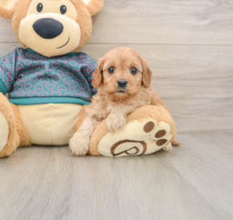 8 week old Cavapoo Puppy For Sale - Seaside Pups