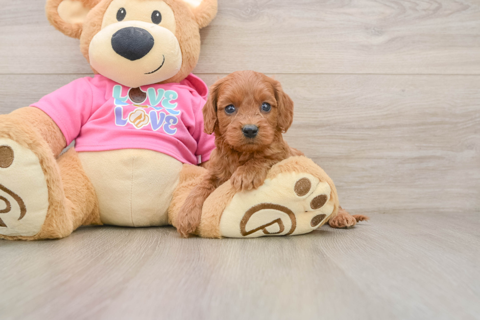 Cavapoo Pup Being Cute