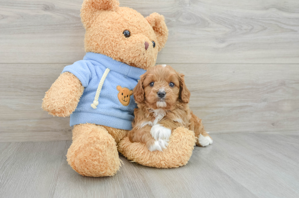 5 week old Cavapoo Puppy For Sale - Seaside Pups