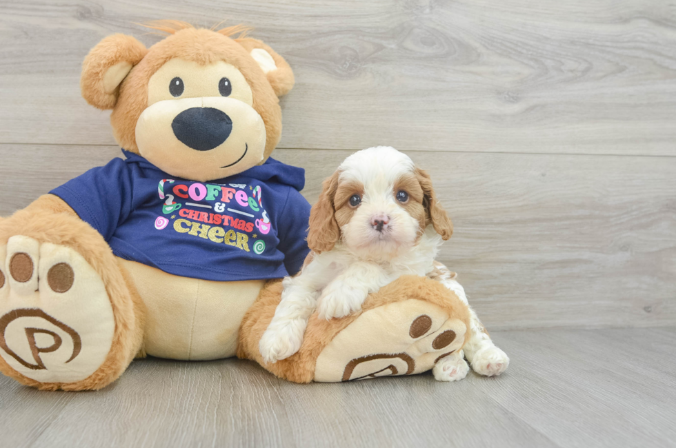 5 week old Cavapoo Puppy For Sale - Seaside Pups