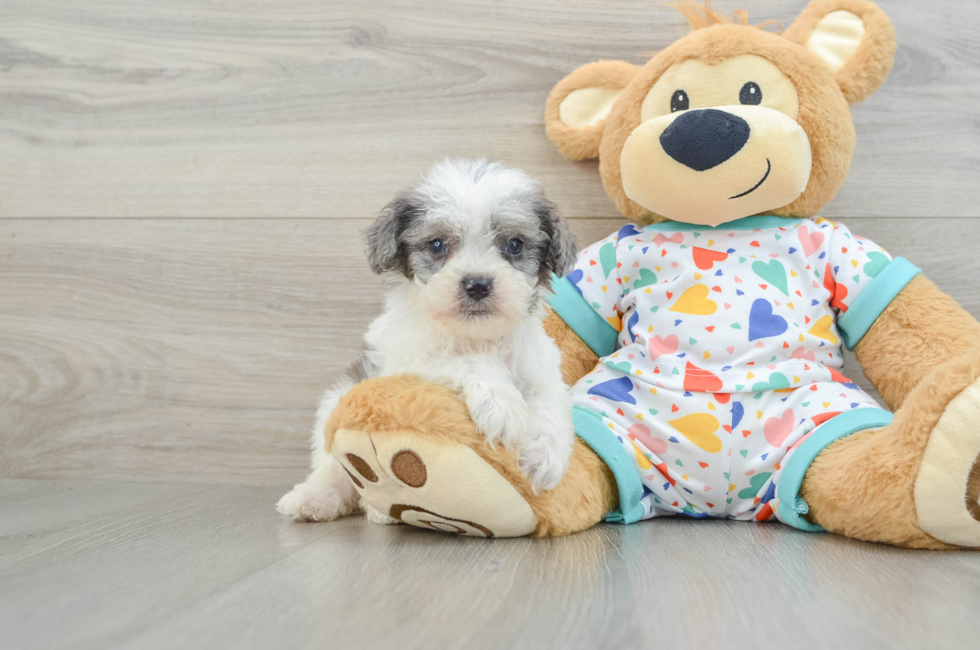 7 week old Cavapoo Puppy For Sale - Seaside Pups