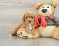 7 week old Cavapoo Puppy For Sale - Seaside Pups
