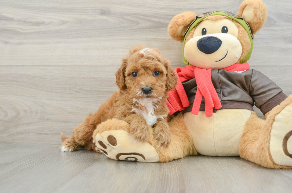 7 week old Cavapoo Puppy For Sale - Seaside Pups