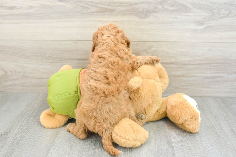 Meet Leon - our Cavapoo Puppy Photo 2/3 - Seaside Pups