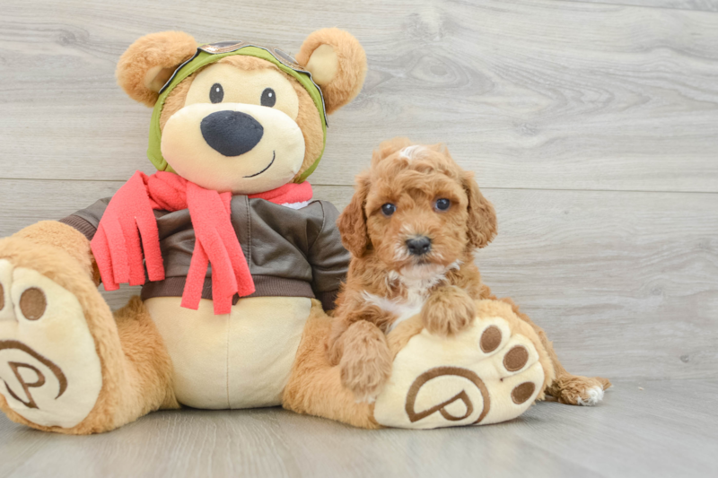 Meet Leon - our Cavapoo Puppy Photo 3/3 - Seaside Pups