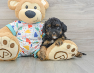 8 week old Cavapoo Puppy For Sale - Seaside Pups