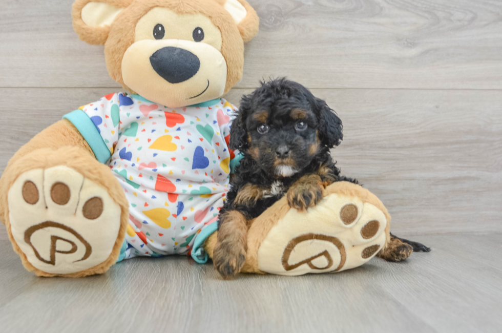 8 week old Cavapoo Puppy For Sale - Seaside Pups