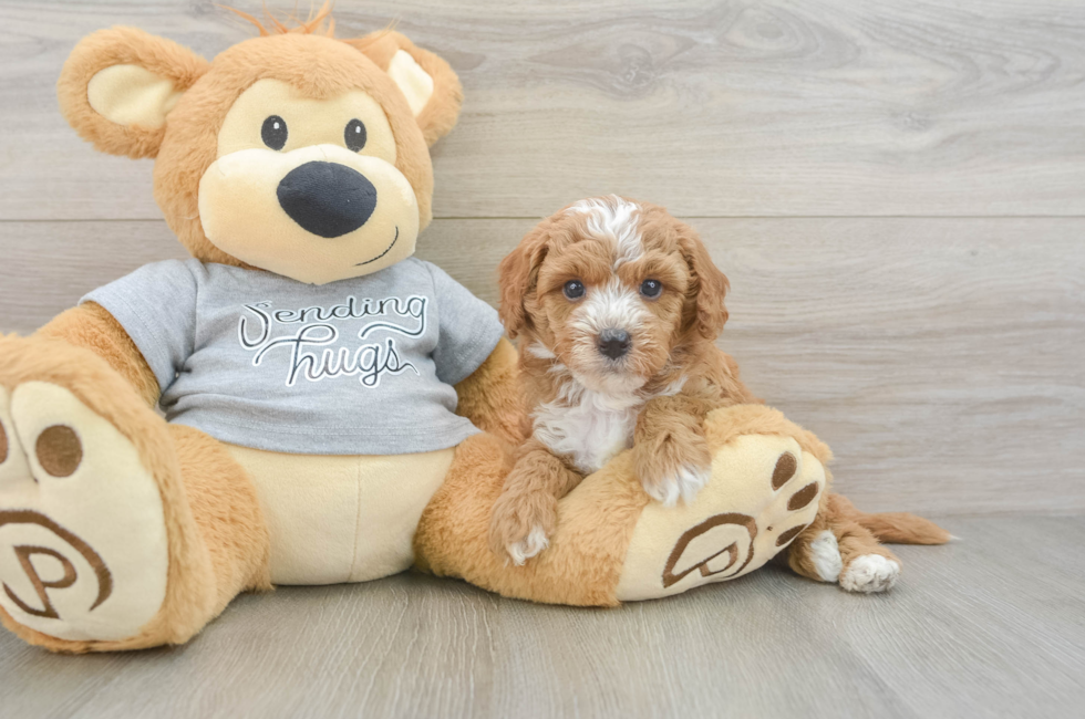 5 week old Cavapoo Puppy For Sale - Seaside Pups