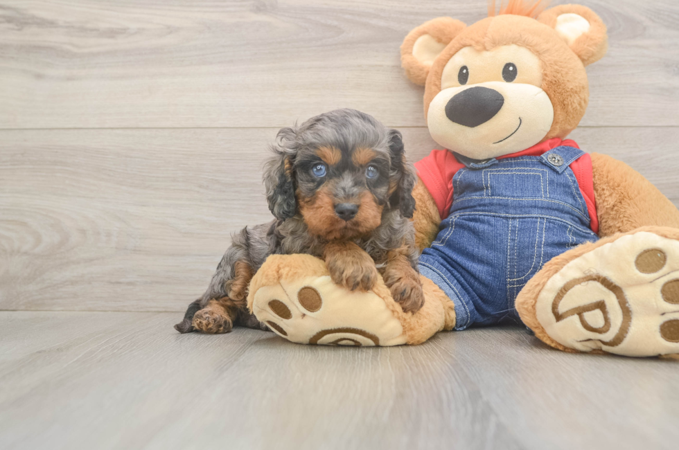5 week old Cavapoo Puppy For Sale - Seaside Pups
