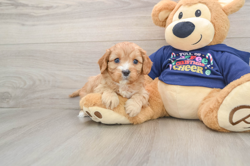 5 week old Cavapoo Puppy For Sale - Seaside Pups