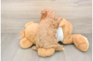Funny Cavapoo Poodle Mix Pup