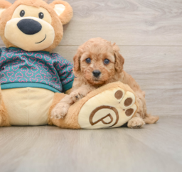 8 week old Cavapoo Puppy For Sale - Seaside Pups