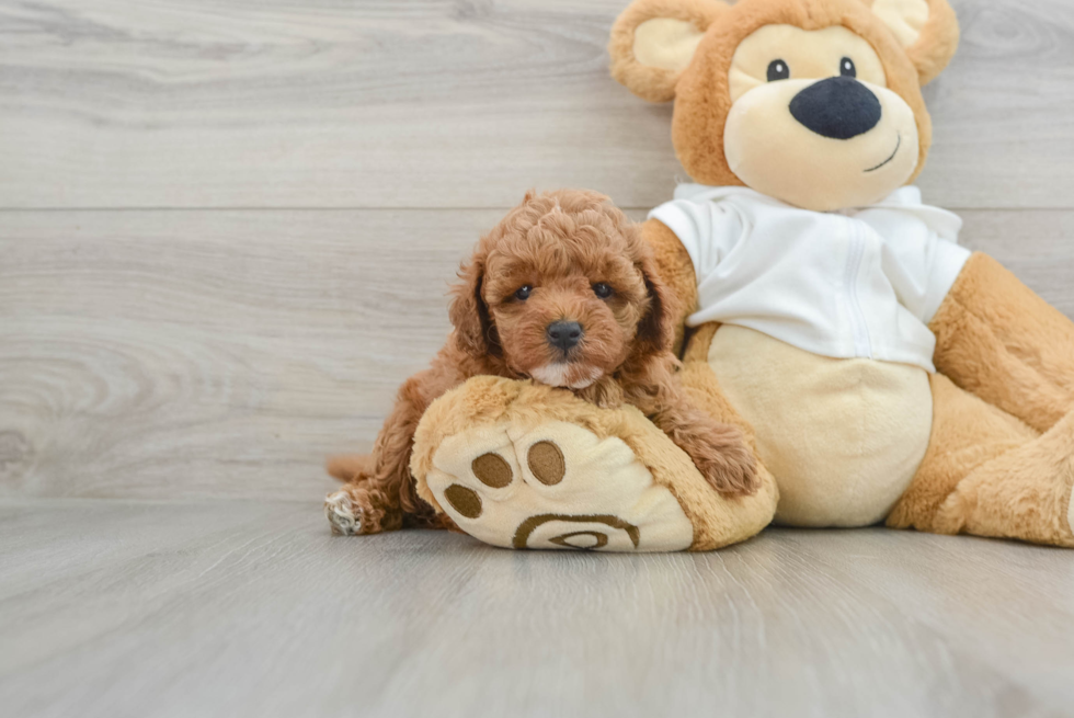 Best Cavapoo Baby