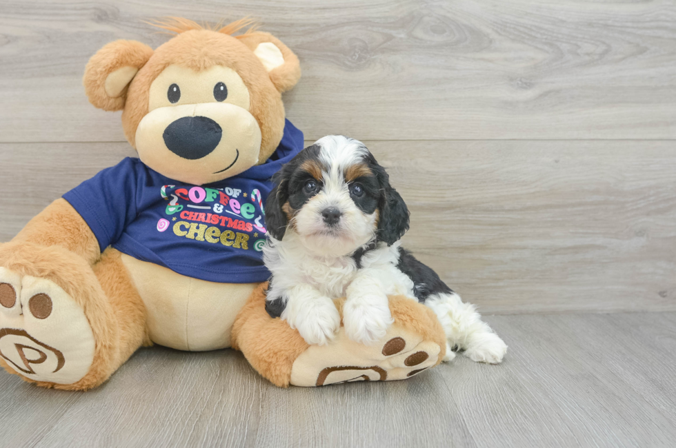 5 week old Cavapoo Puppy For Sale - Seaside Pups