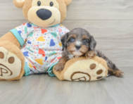8 week old Cavapoo Puppy For Sale - Seaside Pups