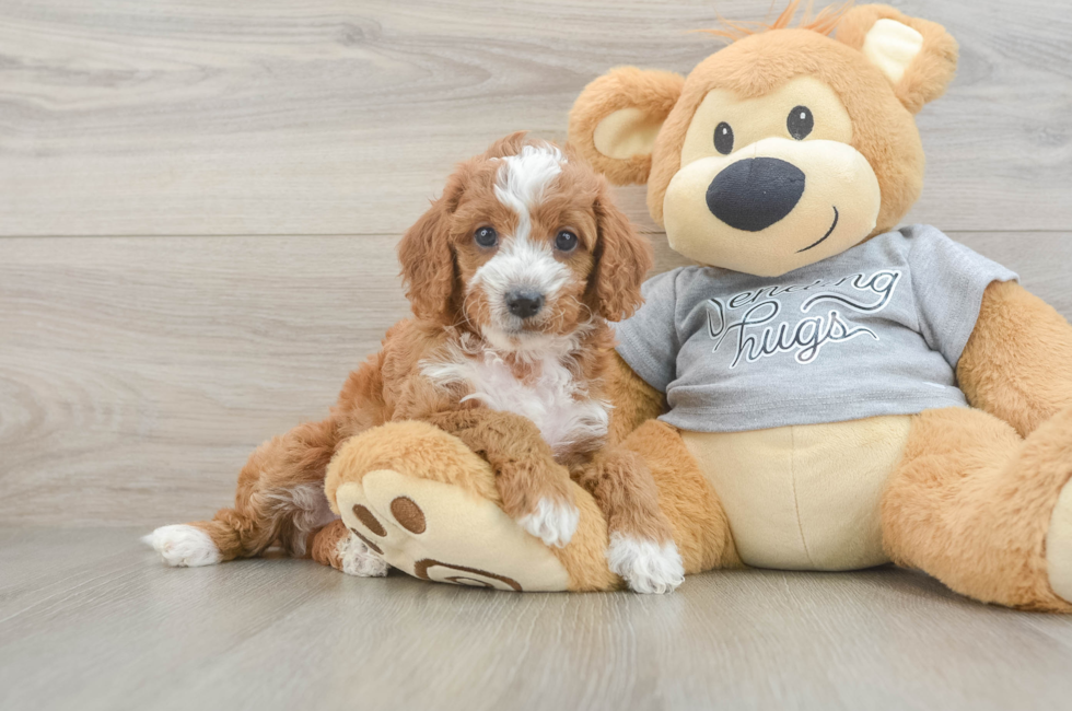 5 week old Cavapoo Puppy For Sale - Seaside Pups