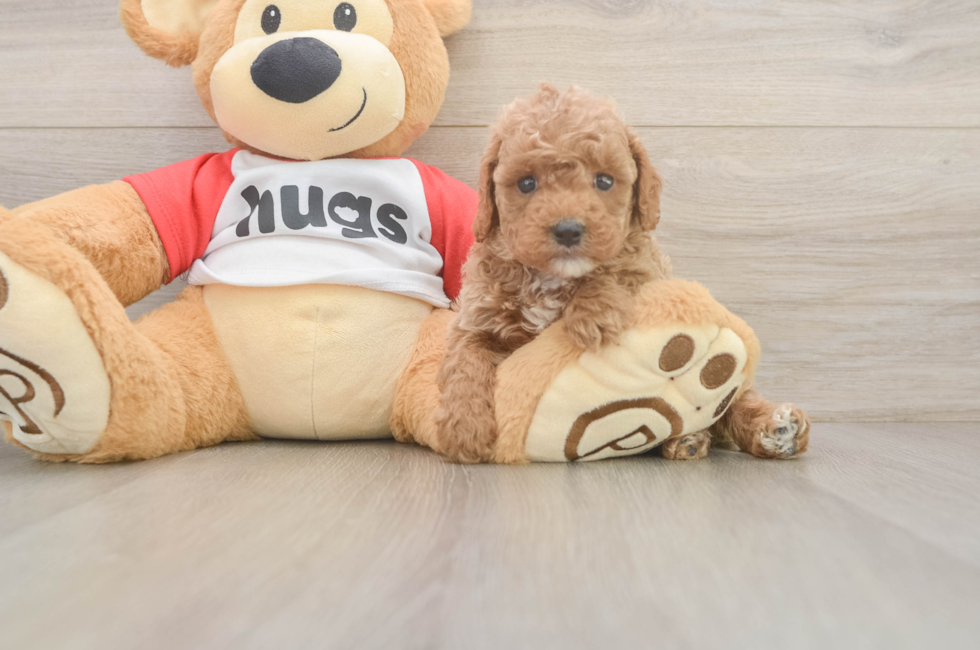 5 week old Cavapoo Puppy For Sale - Seaside Pups