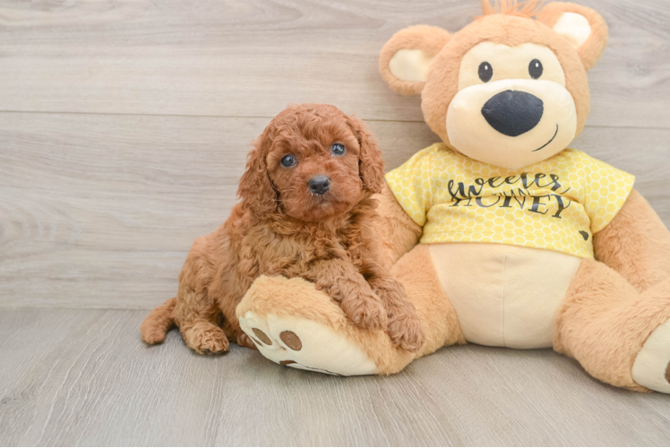 Cavapoo Pup Being Cute